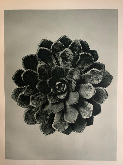 1929 Karl Blossfeldt Print - SAXIFRAGE, LEAF ROSETTE - Abstract Photogravure - Plant Tree - Botanical Wall Art - 9.5 x 12 Inch