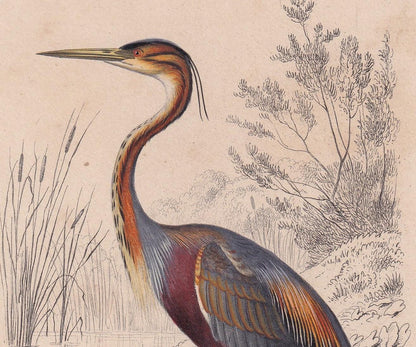 1861 PURPLE HERON Bird Print - Hand-Coloured Antique Print - Orbigny - Animal Wall Art - Gift Decor - 5.75 x 9.75 Inches