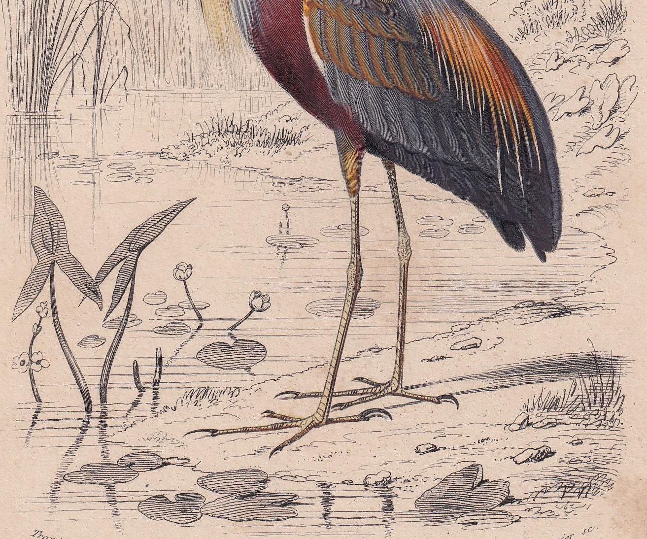 1861 PURPLE HERON Bird Print - Hand-Coloured Antique Print - Orbigny - Animal Wall Art - Gift Decor - 5.75 x 9.75 Inches