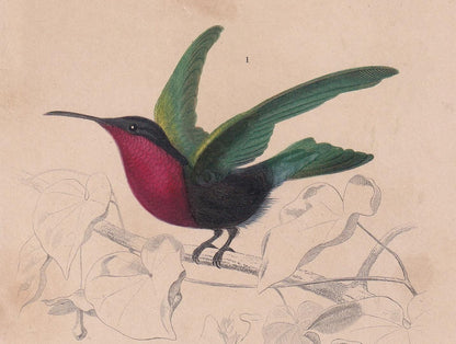 1861 HUMMINGBIRD & HONEYCREEPER Bird Print - Hand-Coloured Antique Print - Orbigny - Animal Wall Art - Gift Decor - 5.75 x 9.