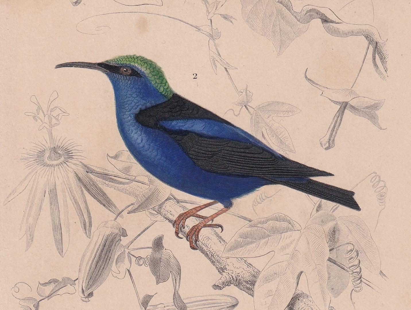 1861 HUMMINGBIRD & HONEYCREEPER Bird Print - Hand-Coloured Antique Print - Orbigny - Animal Wall Art - Gift Decor - 5.75 x 9.