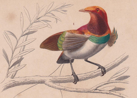 1861 BIRD OF PARADISE & Cock of the Rock Print - Hand-Coloured Antique Print - Orbigny - Animal Wall Art - Gift Decor - 5.75 