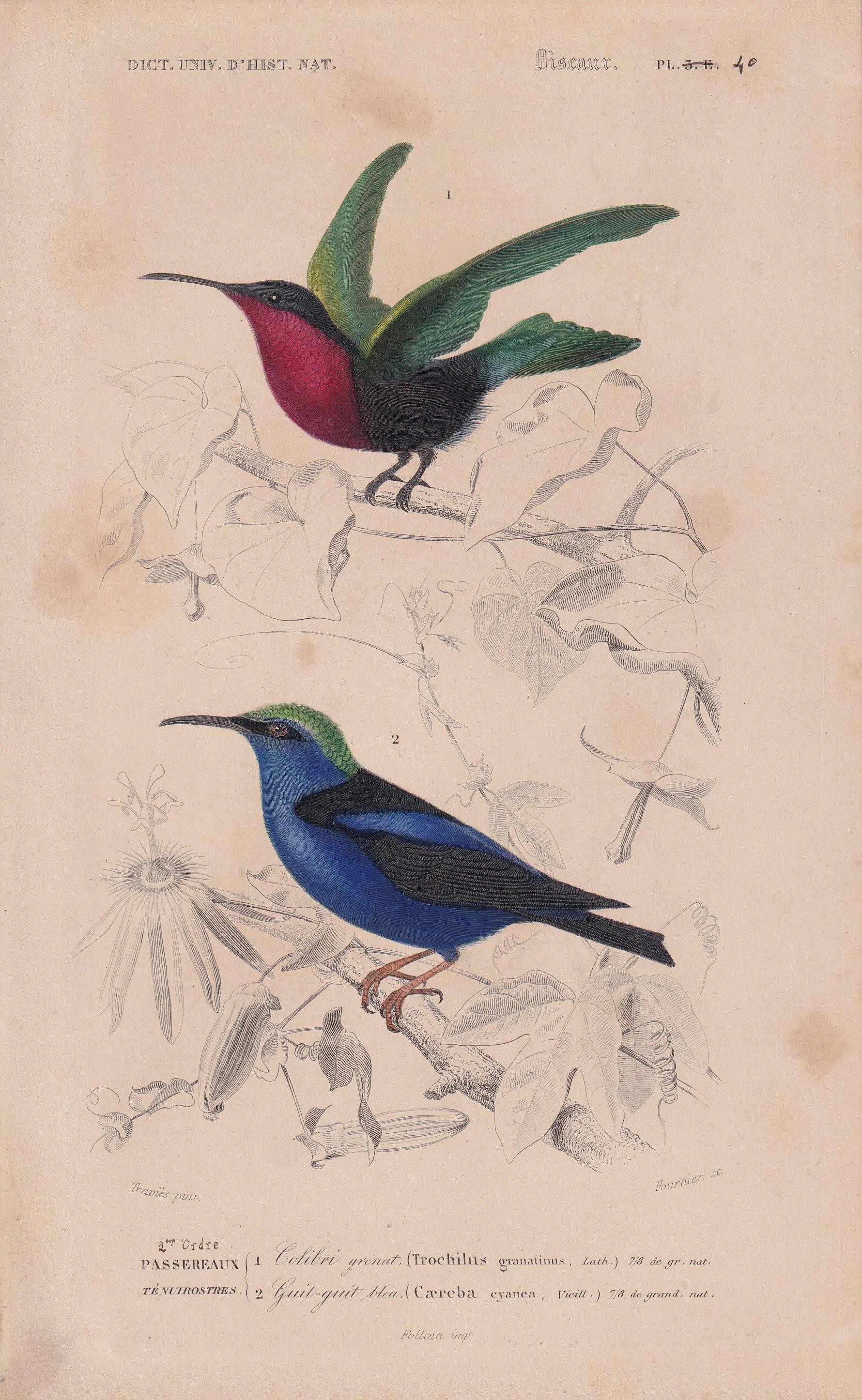 1861 HUMMINGBIRD & HONEYCREEPER Bird Print - Hand-Coloured Antique Print - Orbigny - Animal Wall Art - Gift Decor - 5.75 x 9.