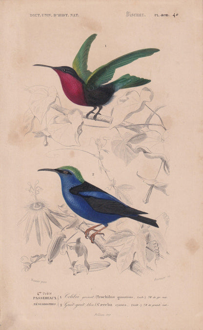 1861 HUMMINGBIRD & HONEYCREEPER Bird Print - Hand-Coloured Antique Print - Orbigny - Animal Wall Art - Gift Decor - 5.75 x 9.