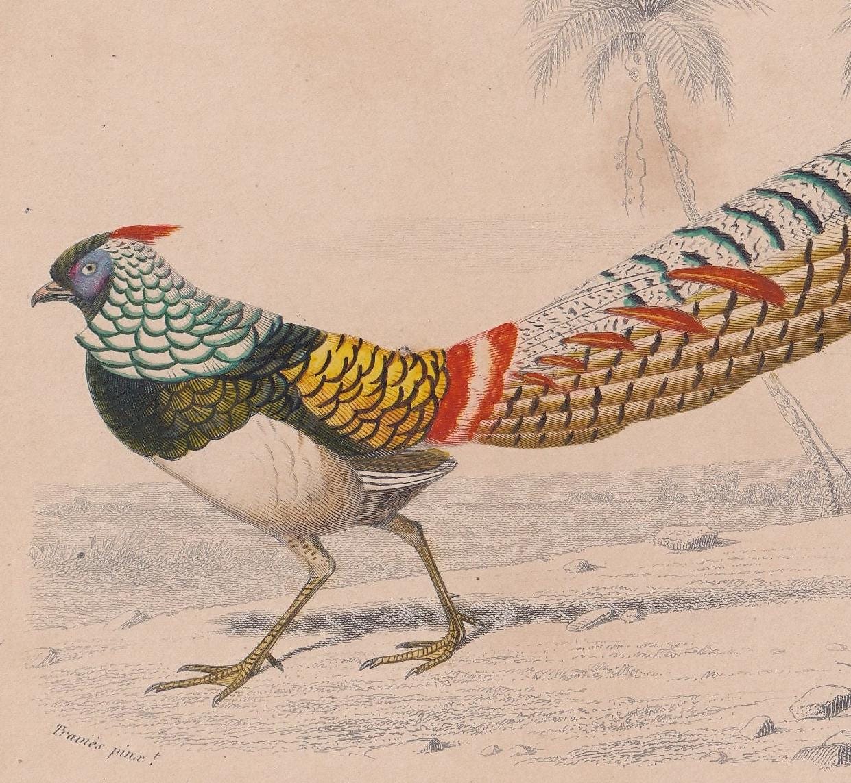 1861 LADY AMHERST PHEASANT Bird Print - Hand-Coloured Antique Print - Orbigny - Animal Wall Art - Gift Decor - 5.75 x 9.75 In