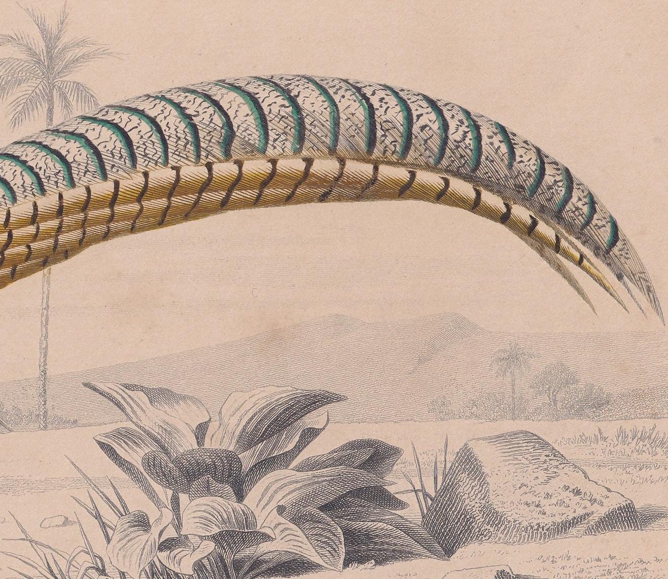 1861 LADY AMHERST PHEASANT Bird Print - Hand-Coloured Antique Print - Orbigny - Animal Wall Art - Gift Decor - 5.75 x 9.75 In