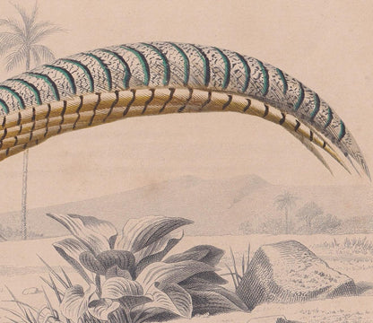 1861 LADY AMHERST PHEASANT Bird Print - Hand-Coloured Antique Print - Orbigny - Animal Wall Art - Gift Decor - 5.75 x 9.75 In