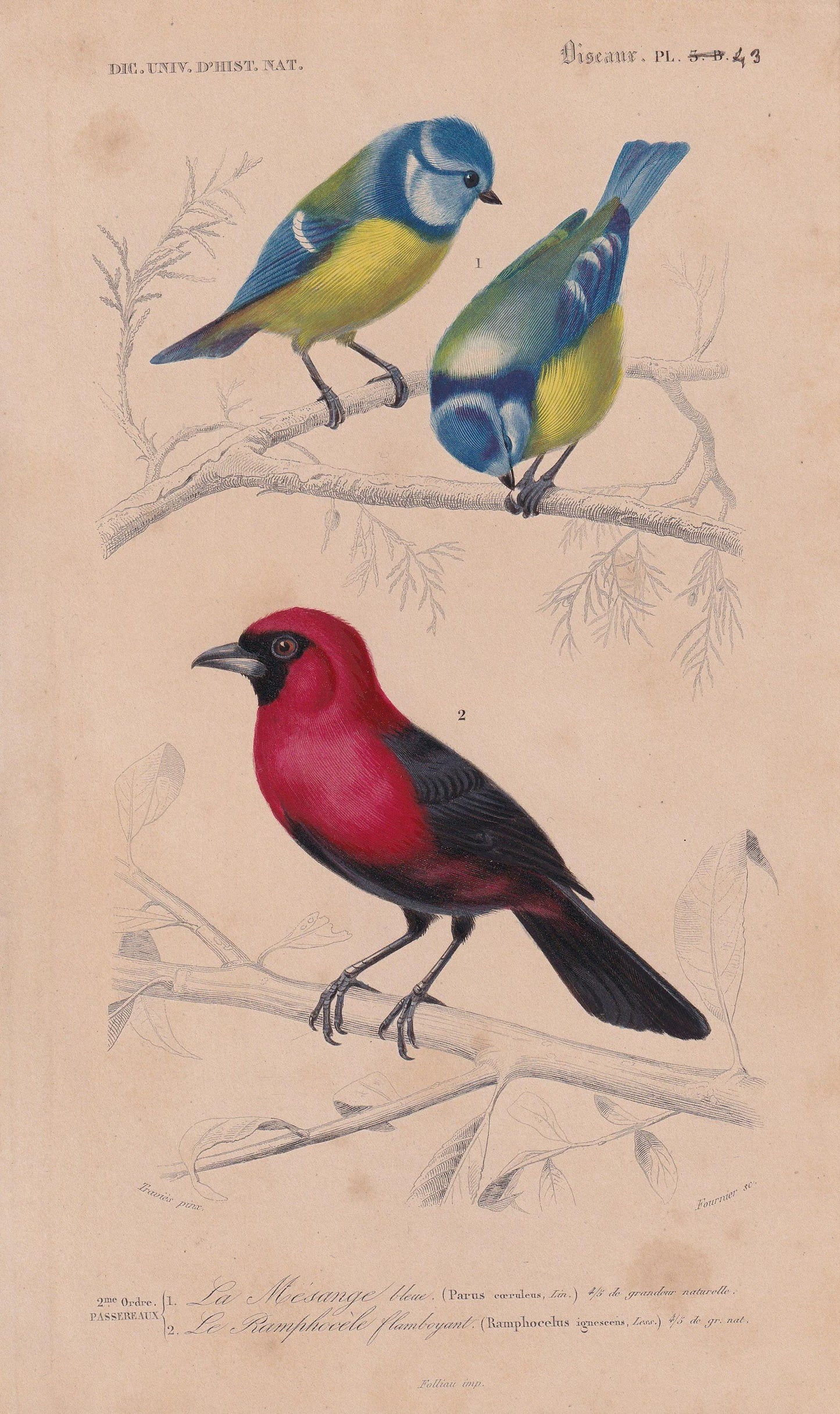 1861 BLUE TIT & TANAGER Bird Print - Hand-Coloured Antique Print - Orbigny - Animal Wall Art - Gift Decor - 5.75 x 9.75 Inche