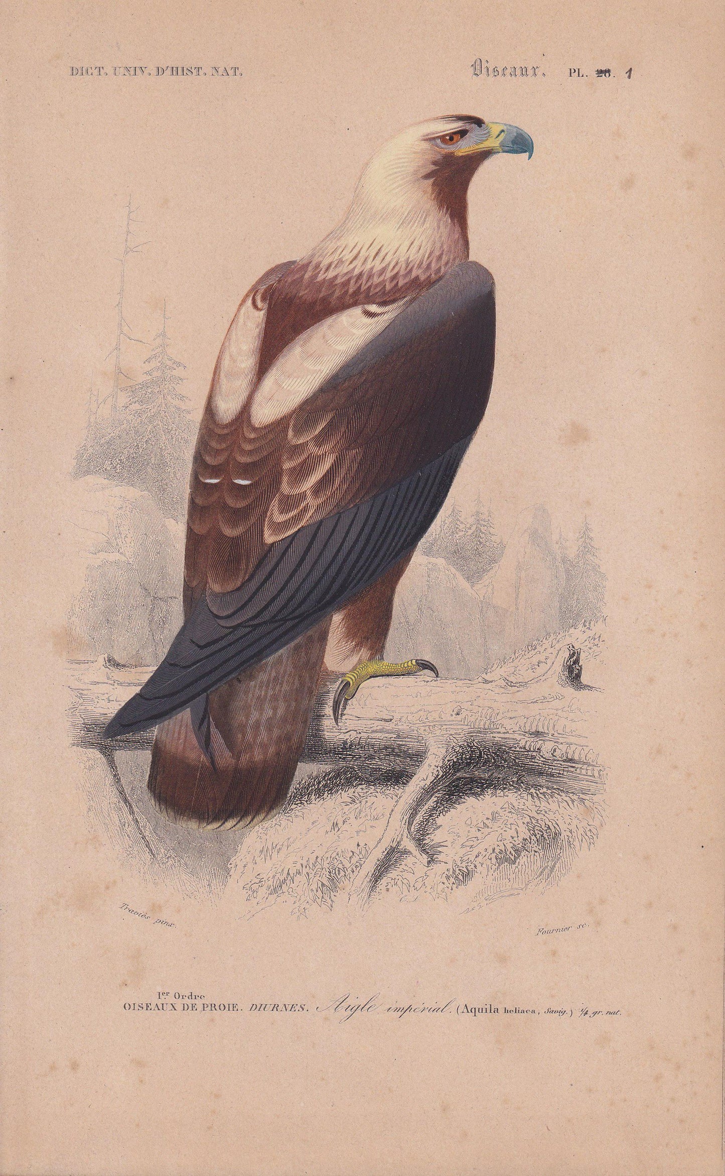 1861 EASTERN IMPERIAL EAGLE Bird Print - Hand-Coloured Antique Print - Orbigny - Animal Wall Art - Gift Decor - 5.75 x 9.75 I