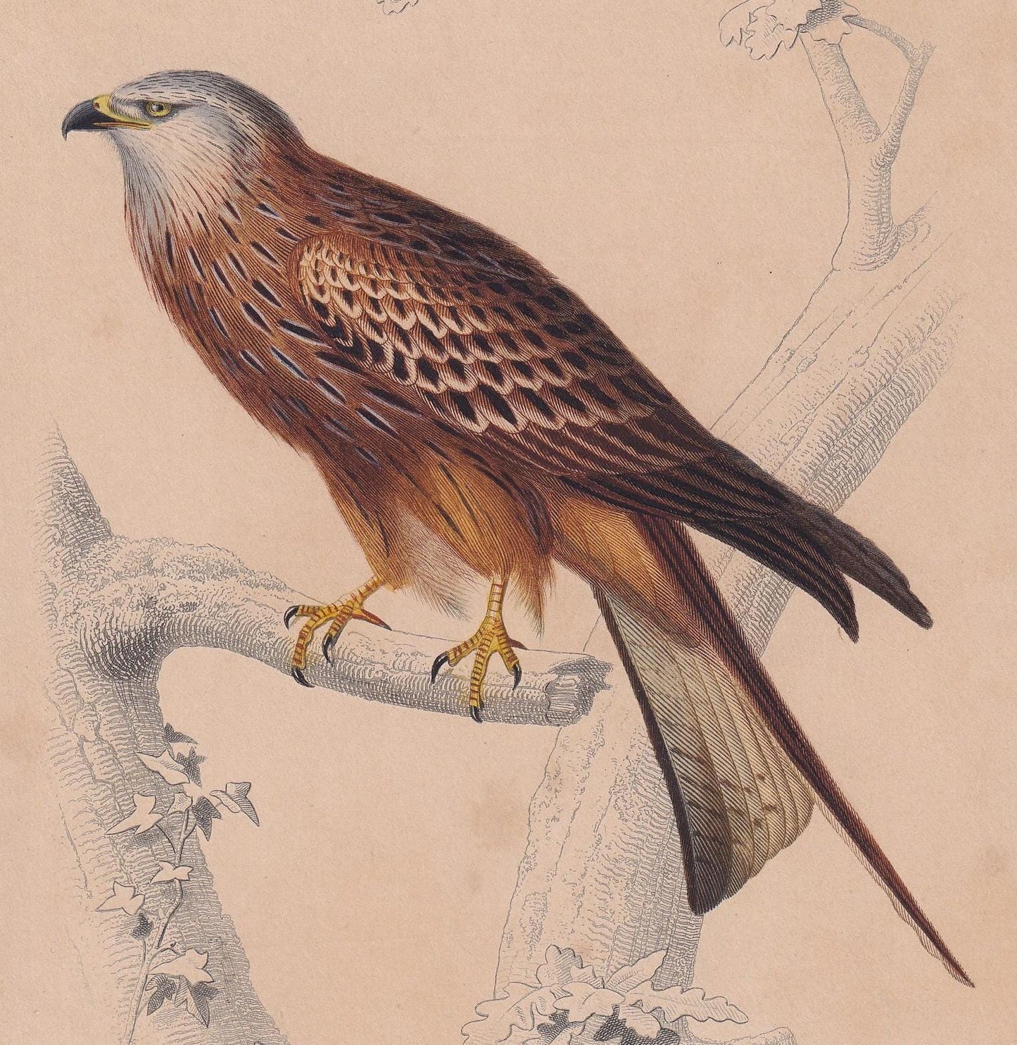 1861 RED KITE Bird Print - Hand-Coloured Antique Print - Orbigny - Animal Wall Art - Gift Decor - 5.75 x 9.75 Inches