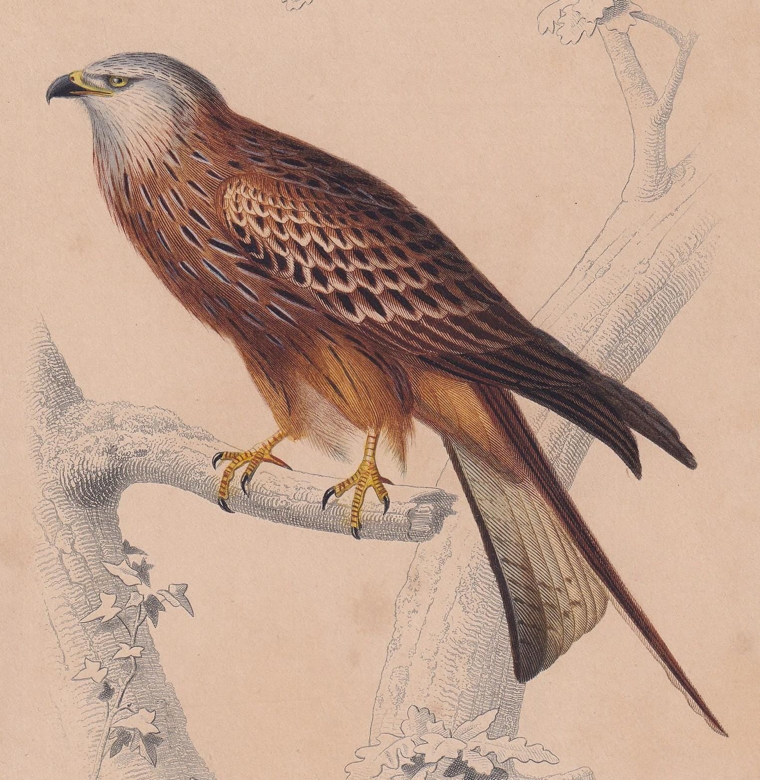 1861 RED KITE Bird Print - Hand-Coloured Antique Print - Orbigny - Animal Wall Art - Gift Decor - 5.75 x 9.75 Inches