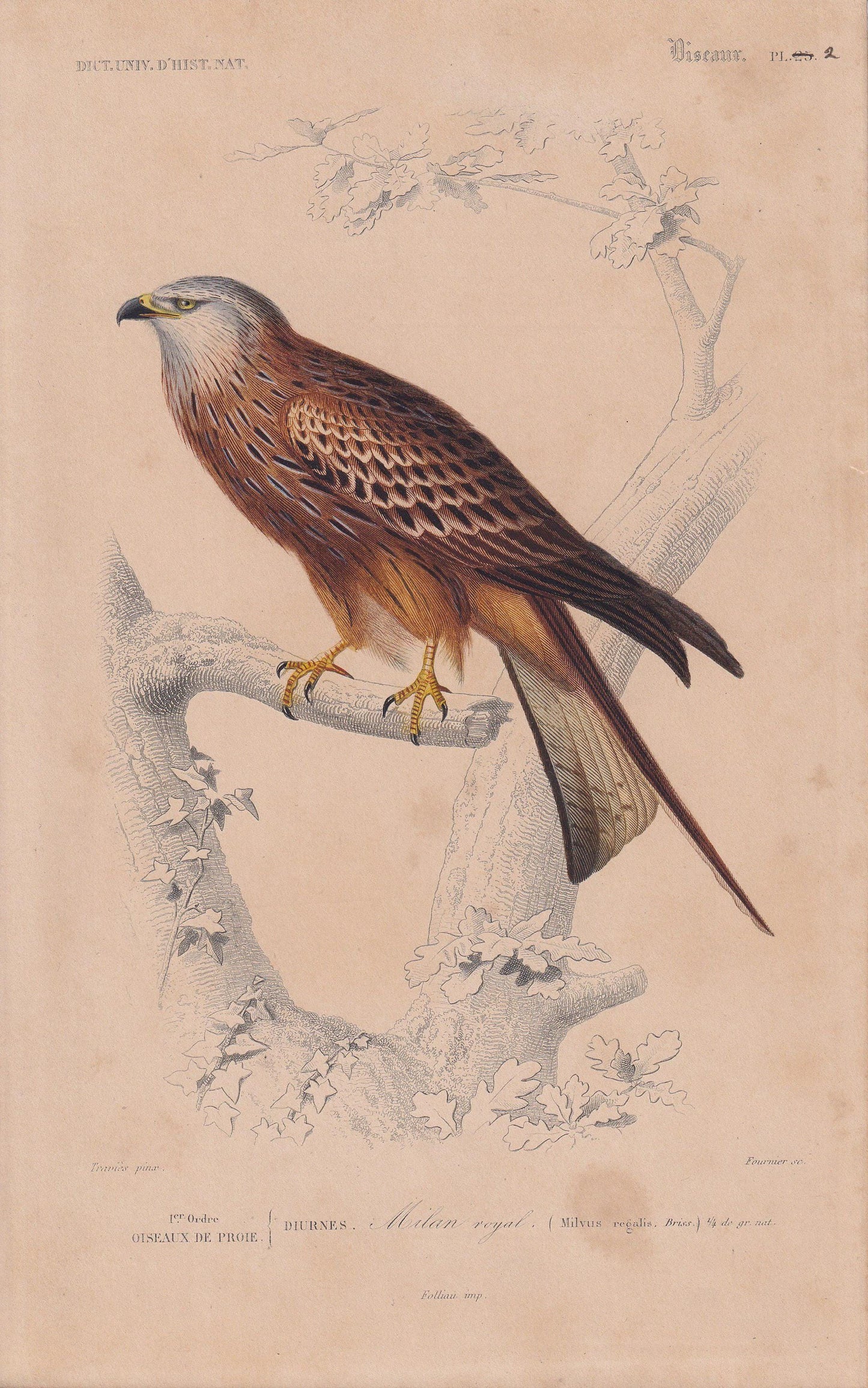 1861 RED KITE Bird Print - Hand-Coloured Antique Print - Orbigny - Animal Wall Art - Gift Decor - 5.75 x 9.75 Inches