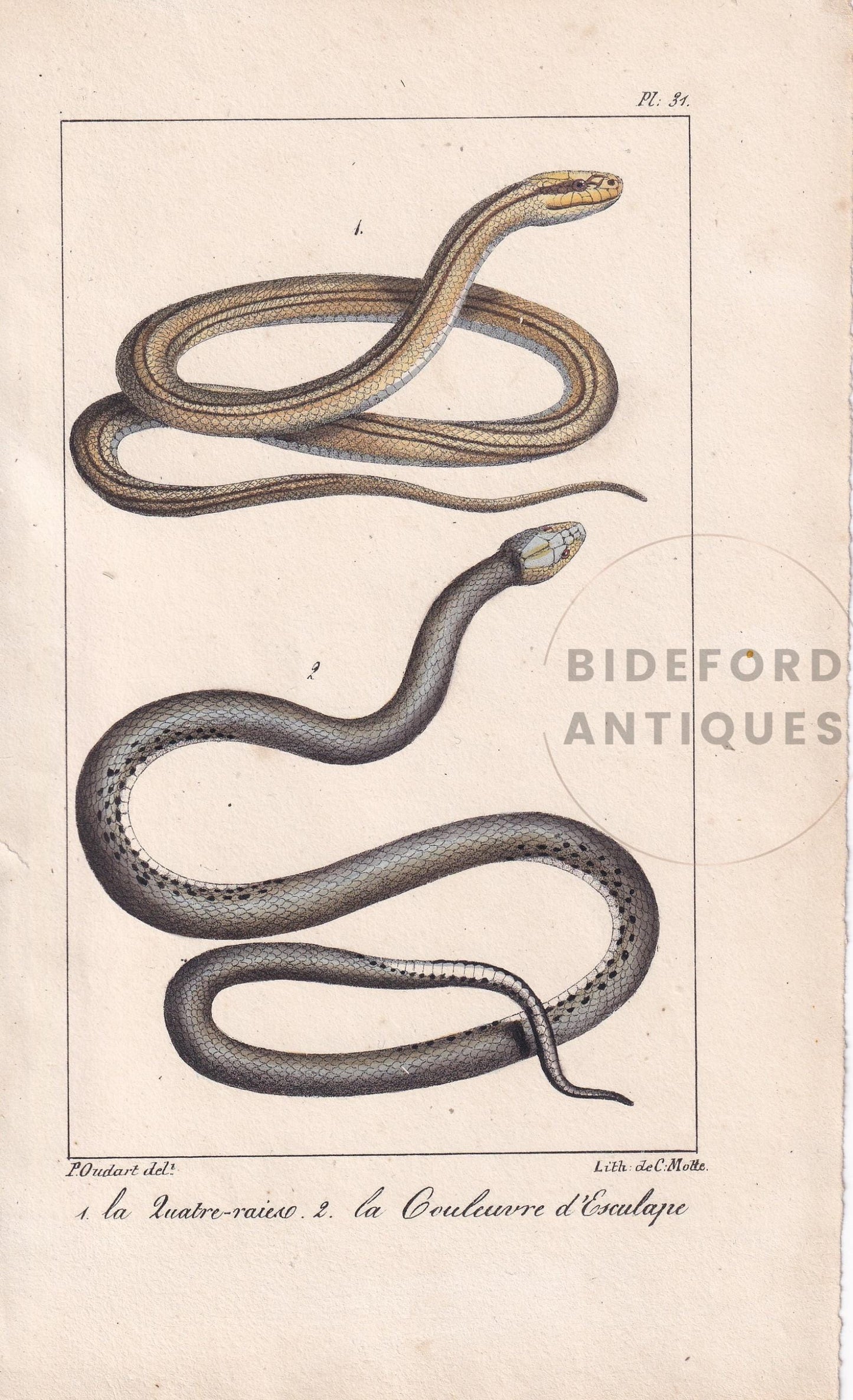 1834 FOUR-LINED SNAKE & Aesculapian Snake Print - Hand-Coloured Antique Print - Lacepede - Snake Wall Art - Animal Decor - 5.