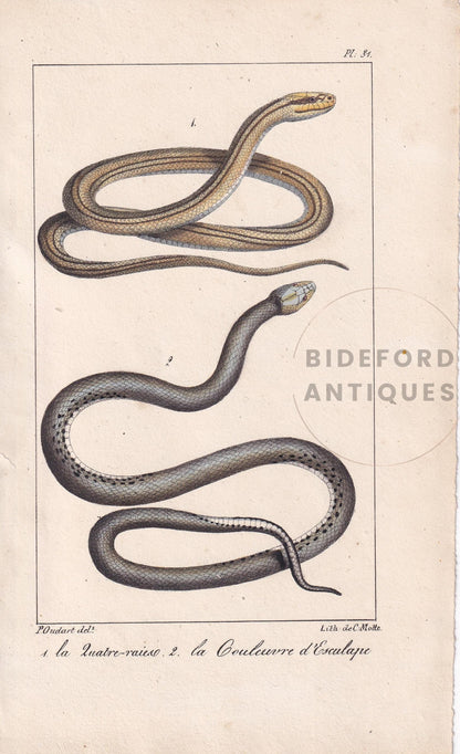 1834 FOUR-LINED SNAKE & Aesculapian Snake Print - Hand-Coloured Antique Print - Lacepede - Snake Wall Art - Animal Decor - 5.