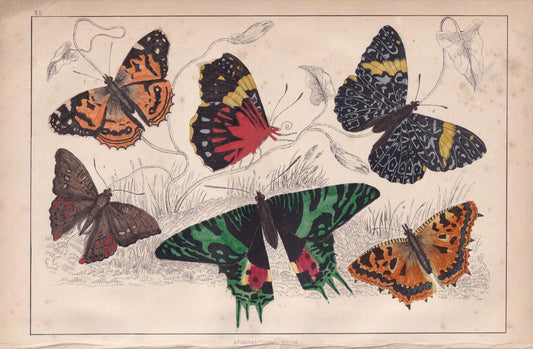 1850 BUTTERFLY Print - Painted Lady, Hamydryas, Merry, Elm - Hand-Coloured Engraving - Insect Wall Art - Antique Decor - 10 x 6.4 Inches