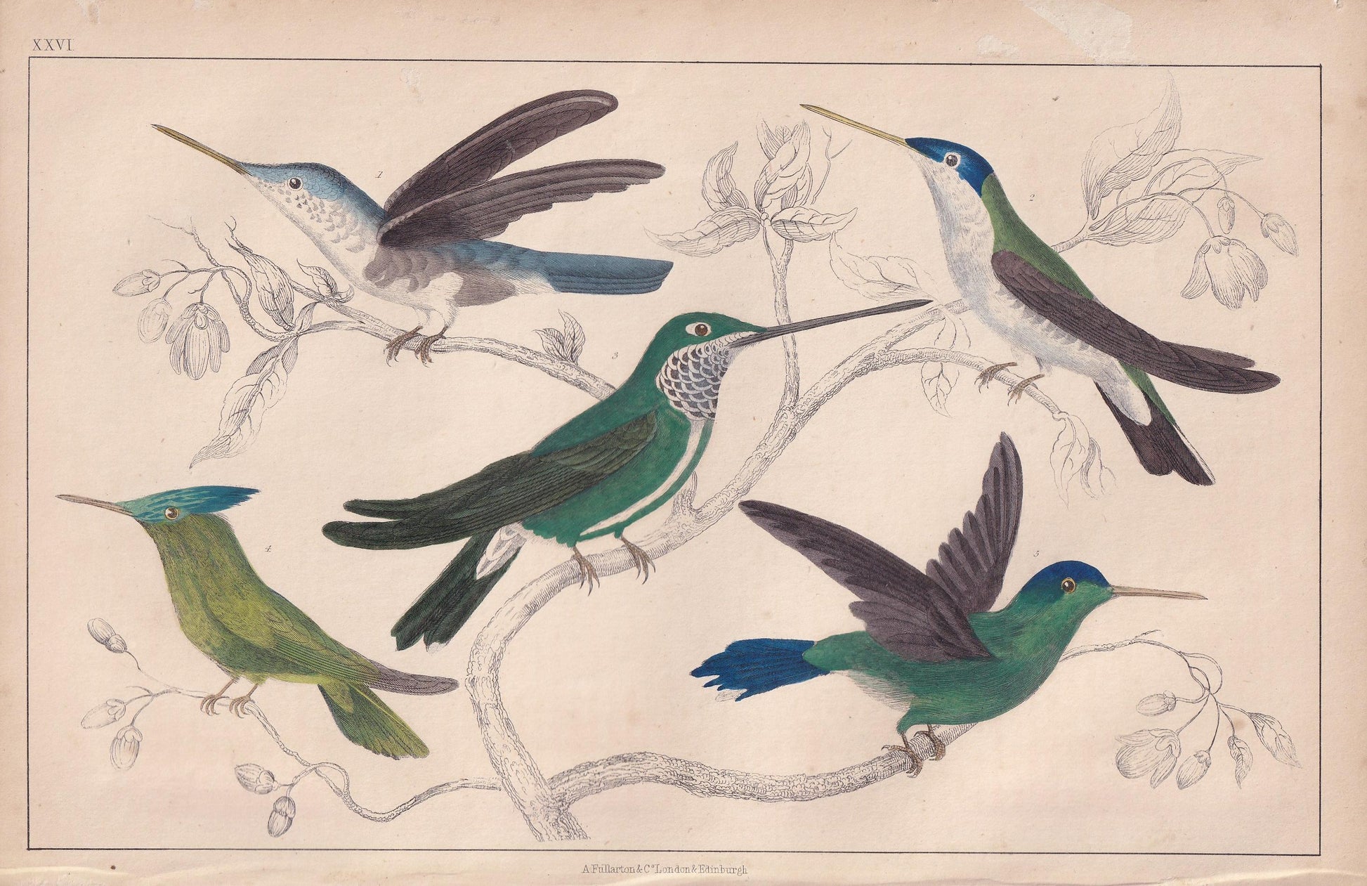 1850 HUMMINGBIRD Print - Original Hand-Coloured Engraving - Bird Wall Art - Antique Bird Print - Hummingbird Decor - 10 x 6.4 Inches