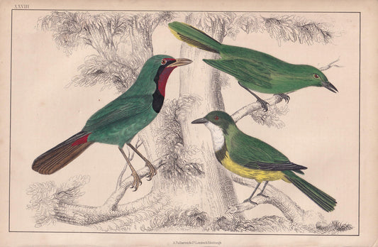 1850 GREEN SHRIKE Print - Original Hand-Coloured Engraving - Bird Wall Art - Antique Bird Print - Tropical Bird Decor - 10 x 6.4 Inches