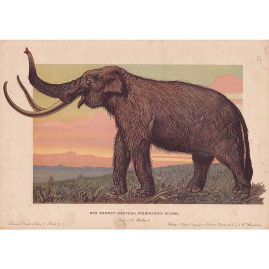 1902 WOOLY MAMMOTH Print - Antique Animal Decor - Paleoart - Prehistoric Animals Wall Art - Extinct Eocene Megafauna - 10.5 x 7.5 Inches