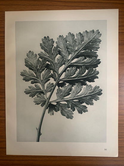 1929 Karl Blossfeldt Print - FEVERFEW CHRYSANTHEMUM LEAF - Abstract Photogravure - Plant Tree - Botanical Wall Art - 9.5 x 12 Inch