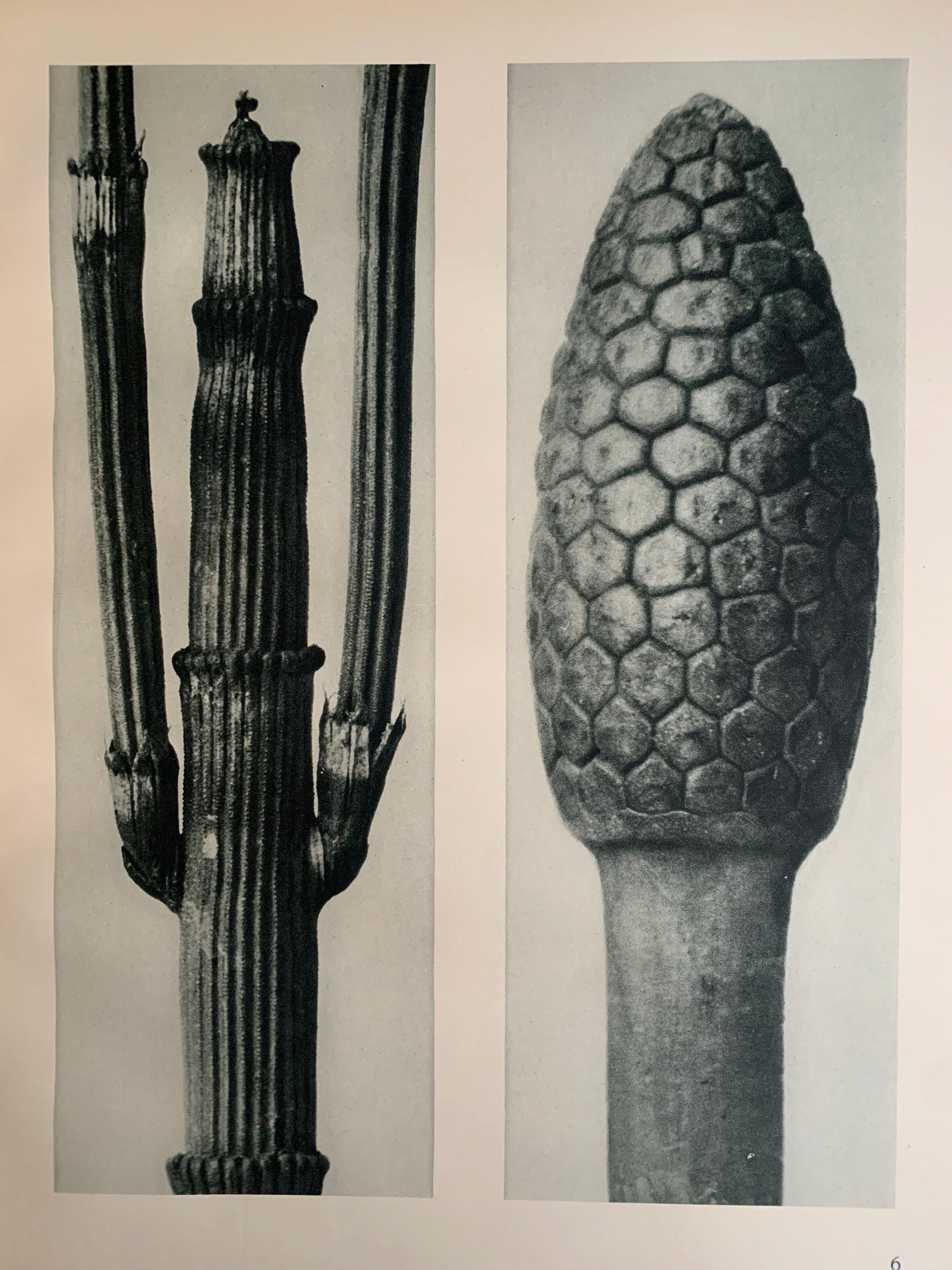 1929 Karl Blossfeldt Print - WINTER HORSETAIL & False Horsetail Fruit - Photogravure - Plant Tree - Botanical Wall Art - 9.5 x 12 Inch