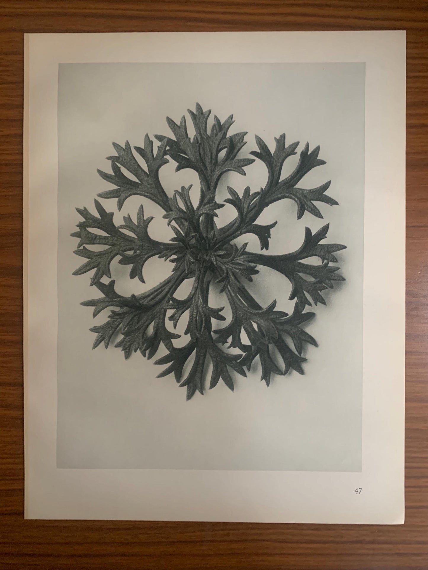 1929 Karl Blossfeldt Print - SAXIFRAGE LEAF Plant Study - Abstract Photogravure - Plant Tree - Botanical Wall Art - 9.5 x 12 Inch