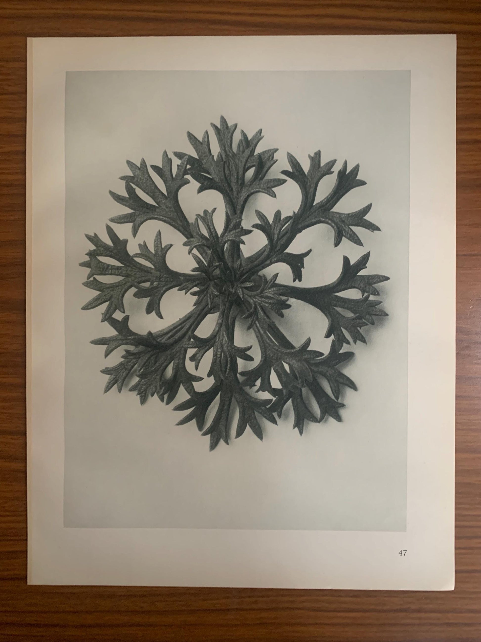 1929 Karl Blossfeldt Print - SAXIFRAGE LEAF Plant Study - Abstract Photogravure - Plant Tree - Botanical Wall Art - 9.5 x 12 Inch