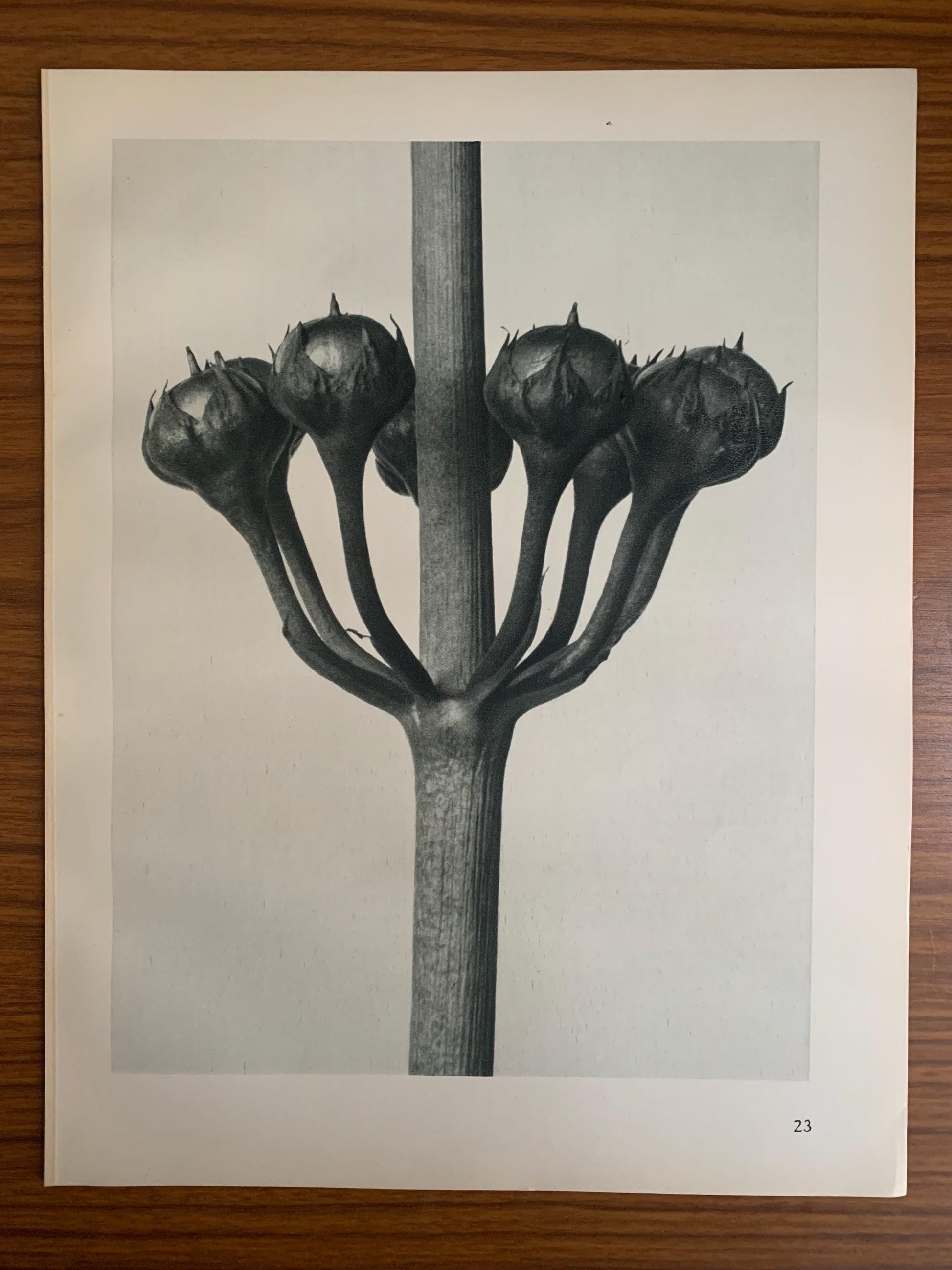 1929 Karl Blossfeldt Print - JAPANESE PRIMROSE Plant Study - Abstract Photogravure - Plant Tree - Botanical Wall Art - 9.5 x 12 Inch