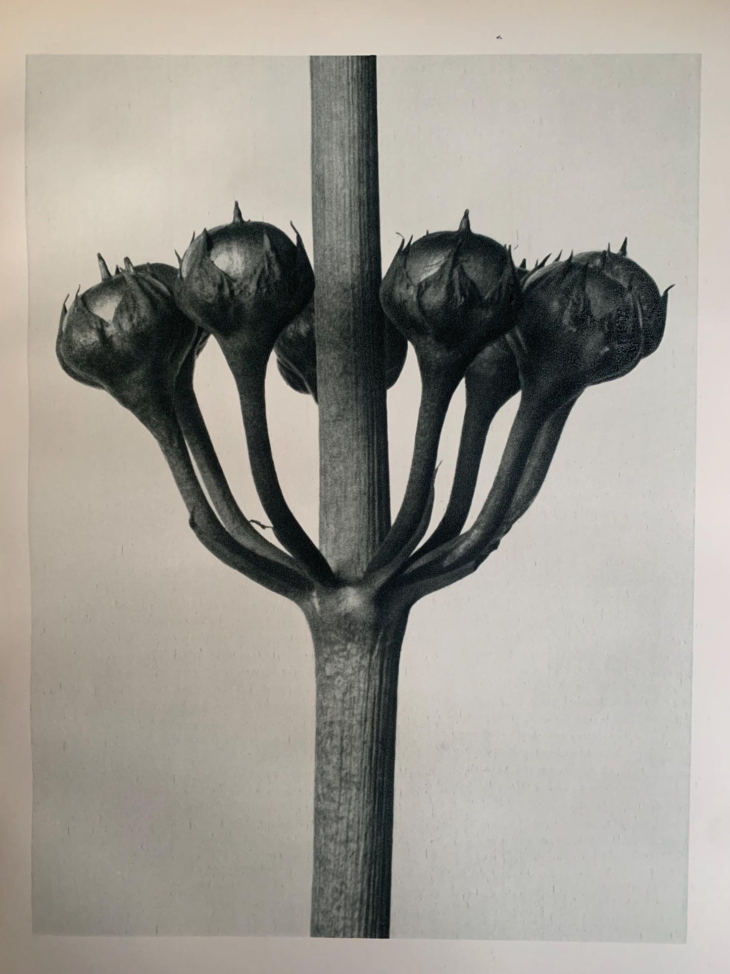 1929 Karl Blossfeldt Print - JAPANESE PRIMROSE Plant Study - Abstract Photogravure - Plant Tree - Botanical Wall Art - 9.5 x 12 Inch