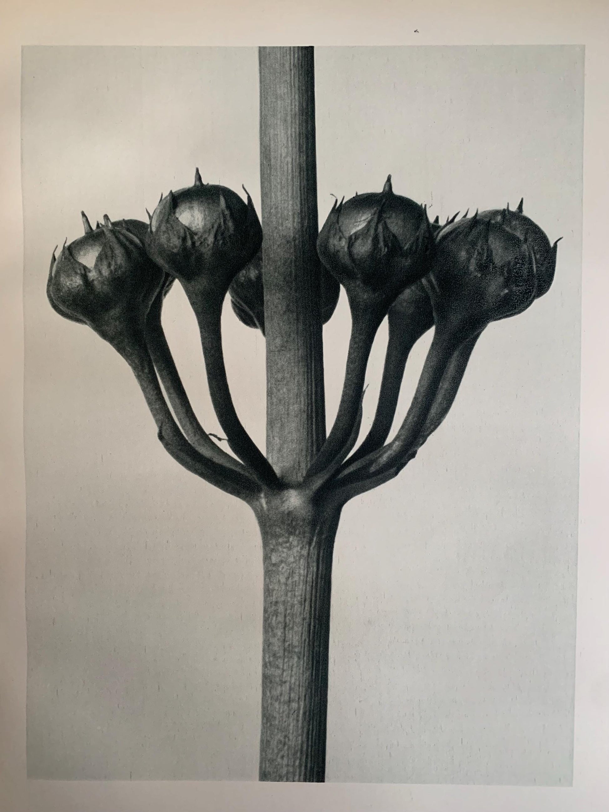 1929 Karl Blossfeldt Print - JAPANESE PRIMROSE Plant Study - Abstract Photogravure - Plant Tree - Botanical Wall Art - 9.5 x 12 Inch
