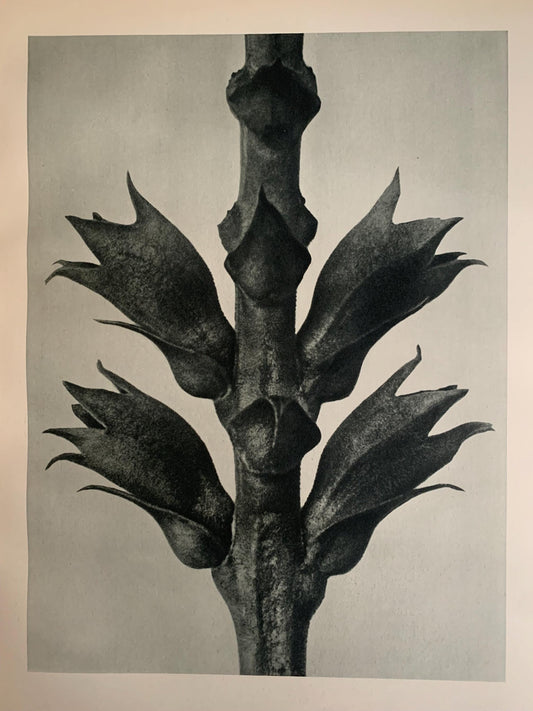 1929 Karl Blossfeldt Print - VIRGINIAN FALSE DRAGON Head - Abstract Photogravure - Plant Tree - Botanical Wall Art - 9.5 x 12 Inch