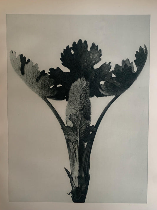1929 Karl Blossfeldt Print - PLUME POPPY Plant Study - Abstract Photogravure - Plant Tree - Botanical Wall Art - 9.5 x 12 Inch