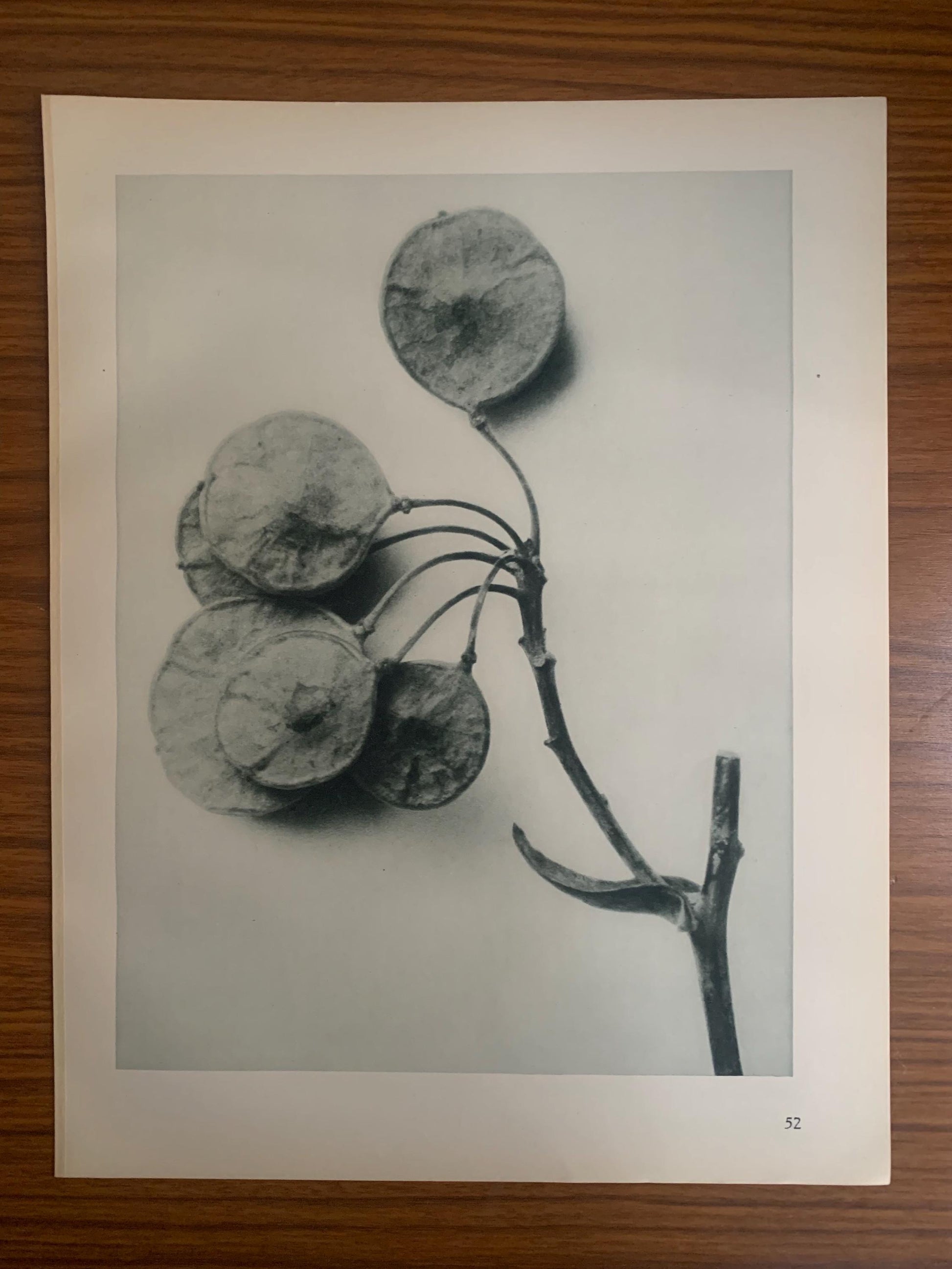 1929 Karl Blossfeldt Print - PTELEA TRIFOLIATA Plant Study - Abstract Photogravure - Plant Tree - Botanical Wall Art - 9.5 x 12 Inch
