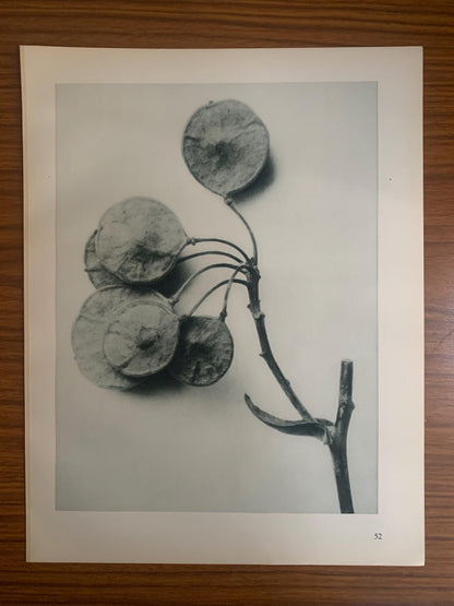 1929 Karl Blossfeldt Print - PTELEA TRIFOLIATA Plant Study - Abstract Photogravure - Plant Tree - Botanical Wall Art - 9.5 x 12 Inch