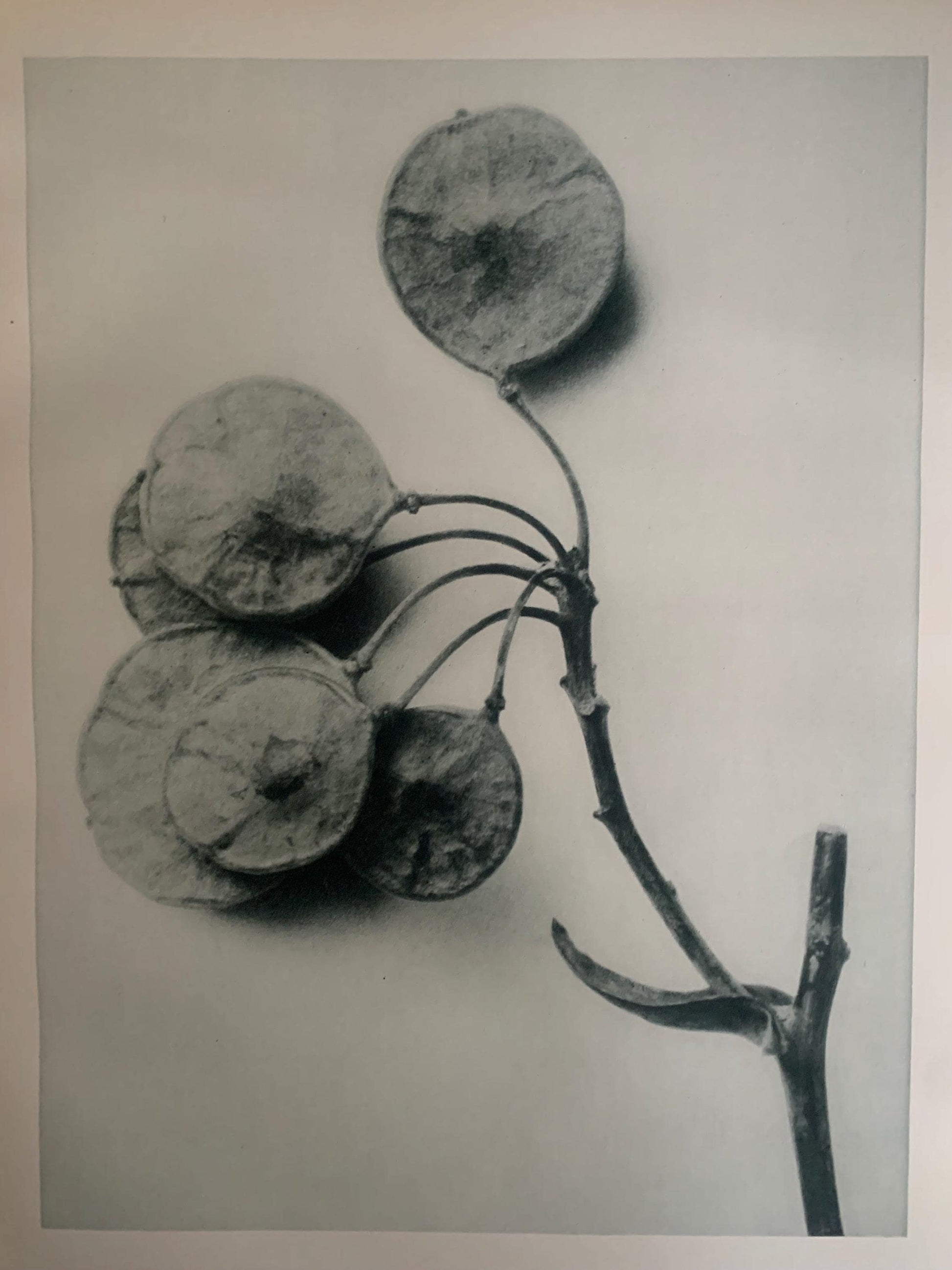 1929 Karl Blossfeldt Print - PTELEA TRIFOLIATA Plant Study - Abstract Photogravure - Plant Tree - Botanical Wall Art - 9.5 x 12 Inch