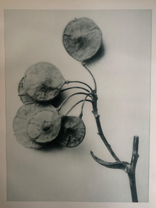 1929 Karl Blossfeldt Print - PTELEA TRIFOLIATA Plant Study - Abstract Photogravure - Plant Tree - Botanical Wall Art - 9.5 x 12 Inch