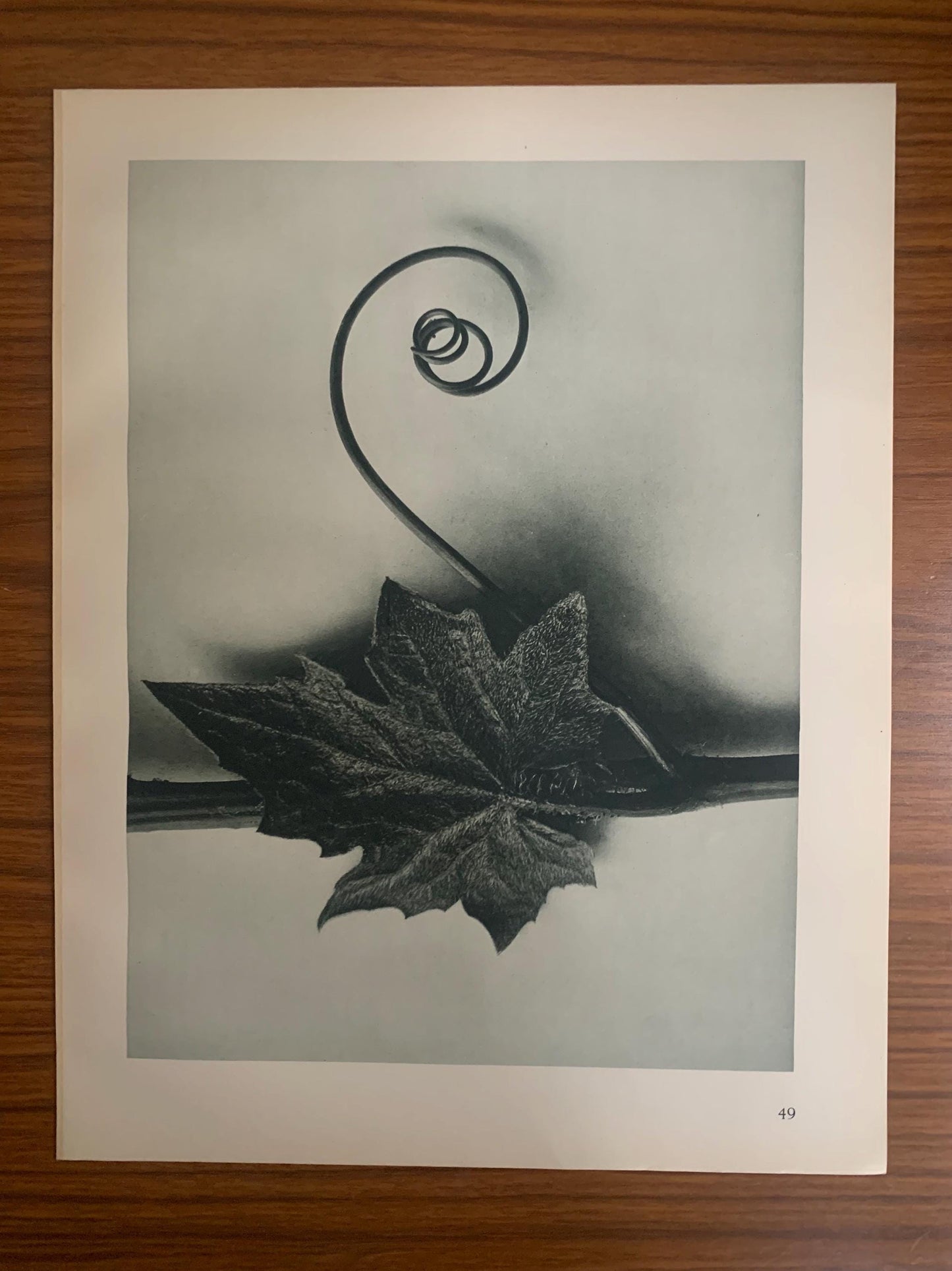 1929 Karl Blossfeldt Print - WHITE BRIONY LEAF Plant Study - Abstract Photogravure - Plant Tree - Botanical Wall Art - 9.5 x 12 Inch