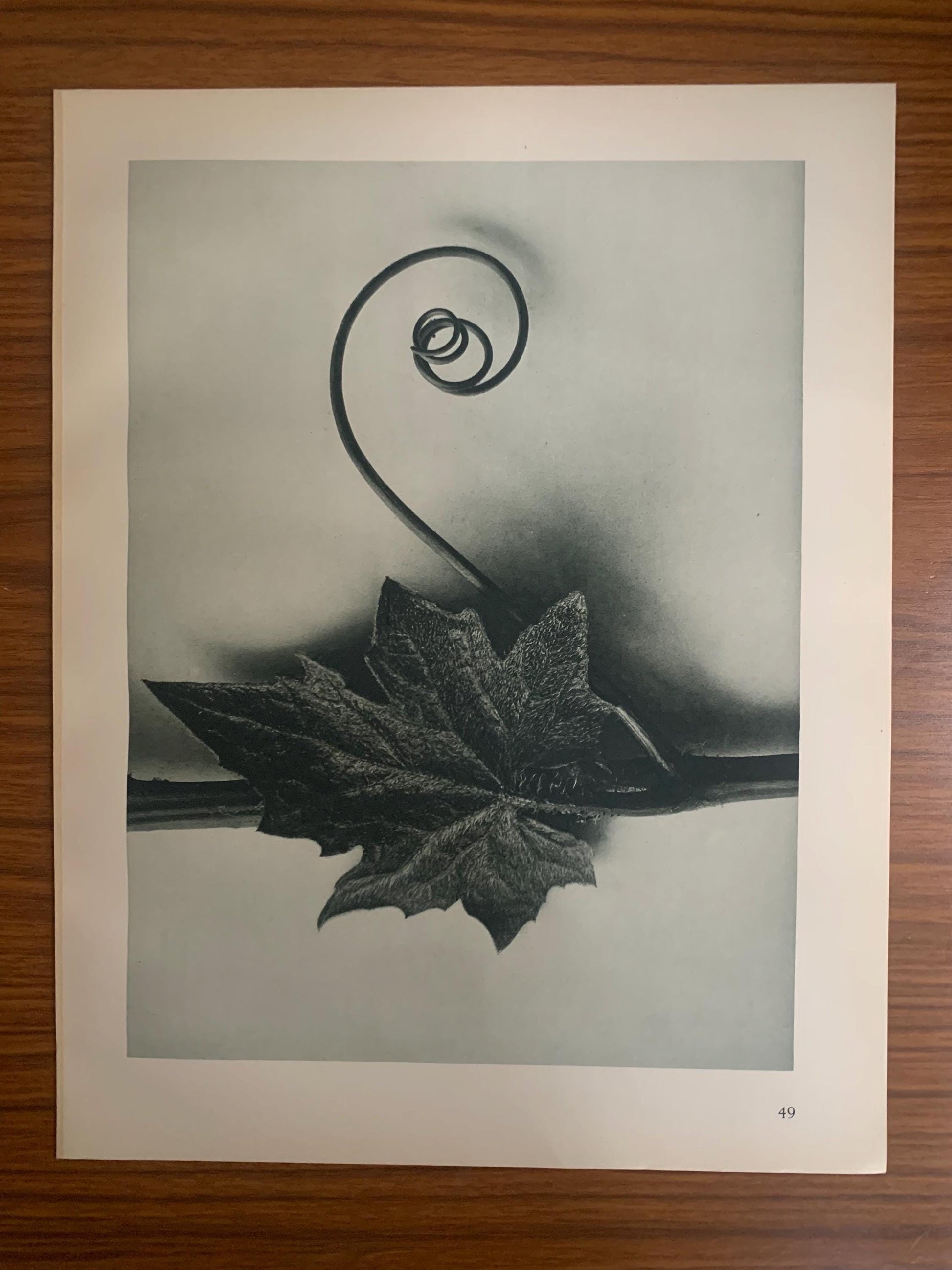 1929 Karl Blossfeldt Print - WHITE BRIONY LEAF Plant Study - Abstract Photogravure - Plant Tree - Botanical Wall Art - 9.5 x 12 Inch