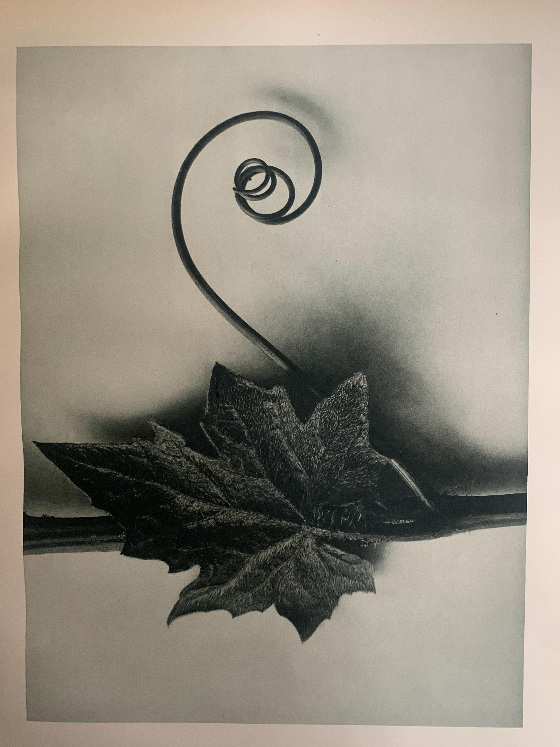 1929 Karl Blossfeldt Print - WHITE BRIONY LEAF Plant Study - Abstract Photogravure - Plant Tree - Botanical Wall Art - 9.5 x 12 Inch