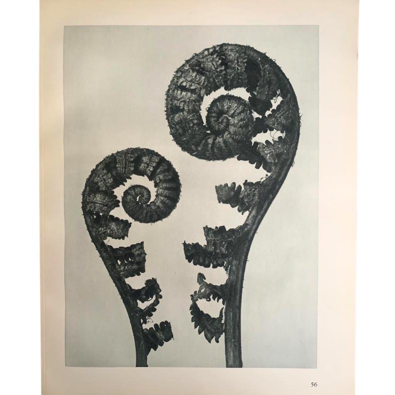 1929 Karl Blossfeldt Print - SHIELD FERN FRONDS Plant Study - Abstract Photogravure - Plant Tree - Botanical Wall Art - 9.5 x 12 Inch