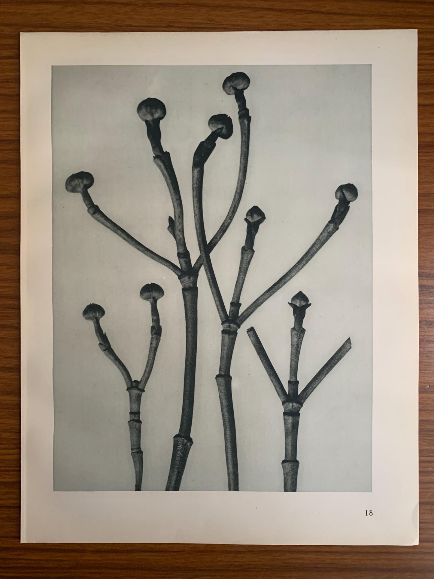 1929 Karl Blossfeldt Print - FLOWERING DOGWOOD SHOOTS - Abstract Photogravure - Plant Tree - Botanical Wall Art - 9.5 x 12 Inch