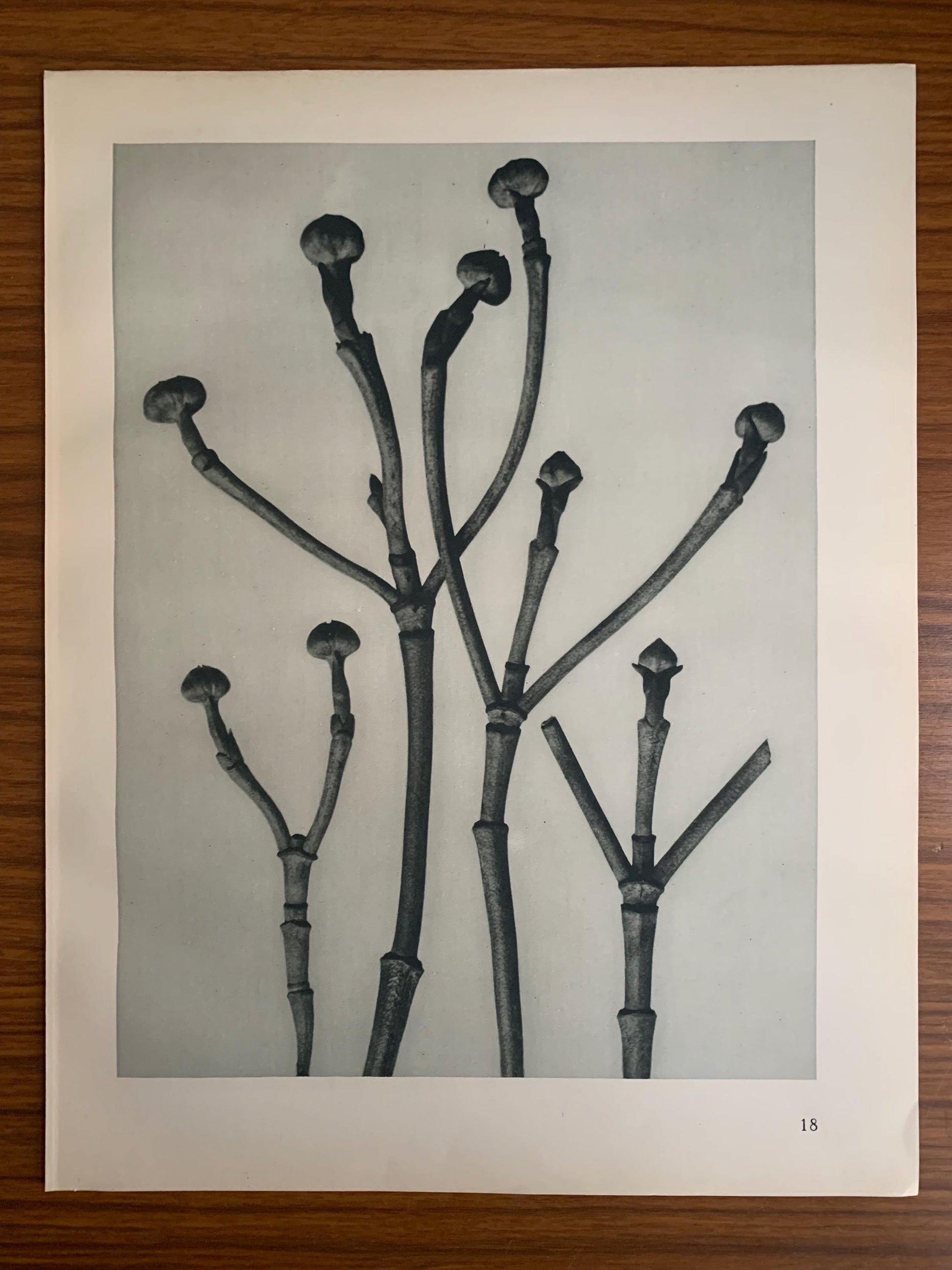1929 Karl Blossfeldt Print - FLOWERING DOGWOOD SHOOTS - Abstract Photogravure - Plant Tree - Botanical Wall Art - 9.5 x 12 Inch