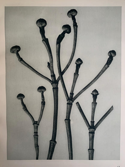 1929 Karl Blossfeldt Print - FLOWERING DOGWOOD SHOOTS - Abstract Photogravure - Plant Tree - Botanical Wall Art - 9.5 x 12 Inch