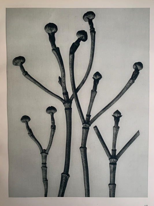 1929 Karl Blossfeldt Print - FLOWERING DOGWOOD SHOOTS - Abstract Photogravure - Plant Tree - Botanical Wall Art - 9.5 x 12 Inch