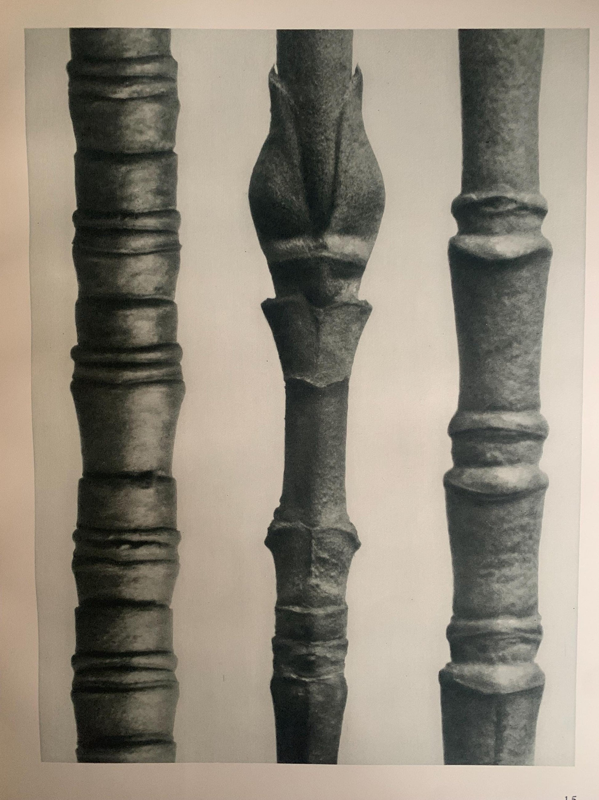 1929 Karl Blossfeldt Print - FLOWERING DOGWOOD TWIGS - Abstract Photogravure - Plant Tree - Botanical Wall Art - 9.5 x 12 Inch