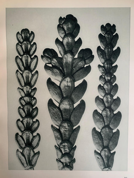 1929 Karl Blossfeldt Print - ARBOR VITAE (THUJA) - Abstract Photogravure - Plant Tree - Botanical Wall Art - 9.5 x 12 Inch