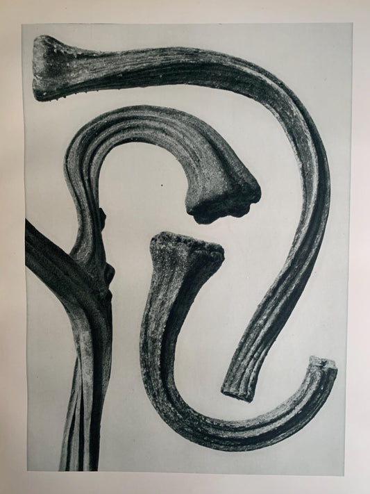 1929 Karl Blossfeldt Print - PUMPKIN STEM - Abstract Photogravure - Plant Tree - Botanical Wall Art - 9.5 x 12 Inch