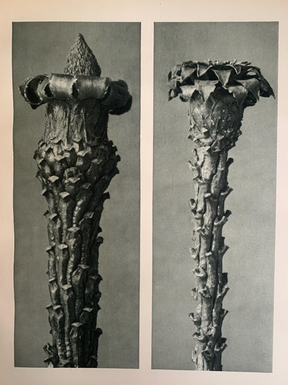 1929 Karl Blossfeldt Print - SILVER FIR - Abstract Photogravure - Plant Tree - Botanical Wall Art - 9.5 x 12 Inch