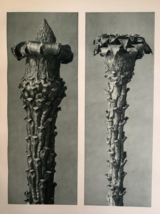 1929 Karl Blossfeldt Print - SILVER FIR - Abstract Photogravure - Plant Tree - Botanical Wall Art - 9.5 x 12 Inch