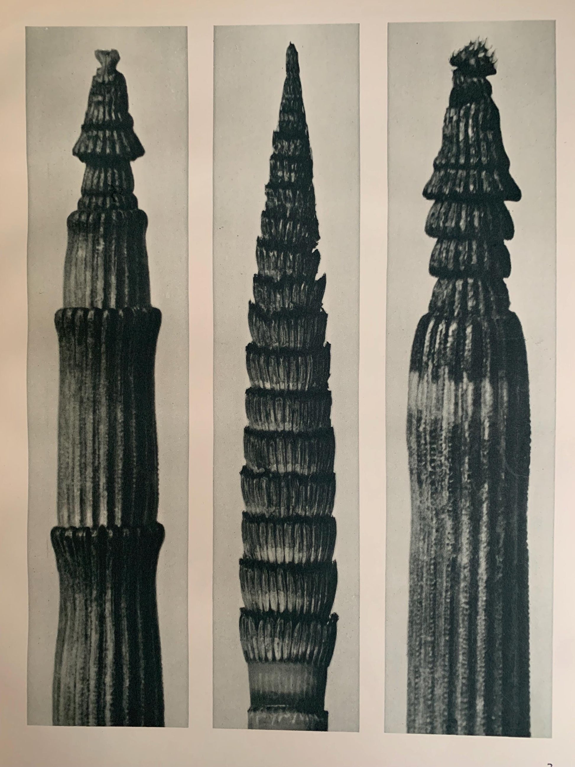 1929 Karl Blossfeldt Print - WINTER HORSETAIL Plant Study - Original Photogravure - Plant Tree - Botanical Wall Art - 9.5 x 12 Inch