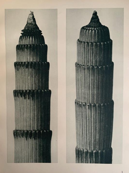 1929 Karl Blossfeldt Print - ROUGH HORSETAIL - Original Photogravure - Plant Tree - Botanical Wall Art - 9.5 x 12 Inch